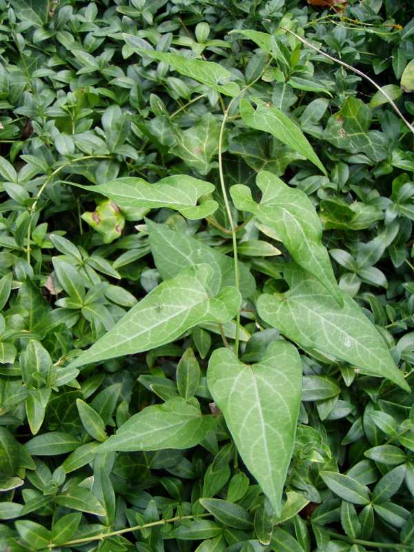 Perennial Broadleaf Weeds in Lawns